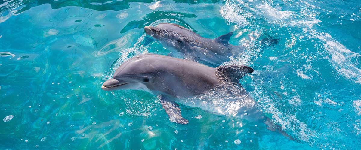 Dolphins swimming in water. data-lightbox='featured'