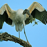 Bird on tree limb