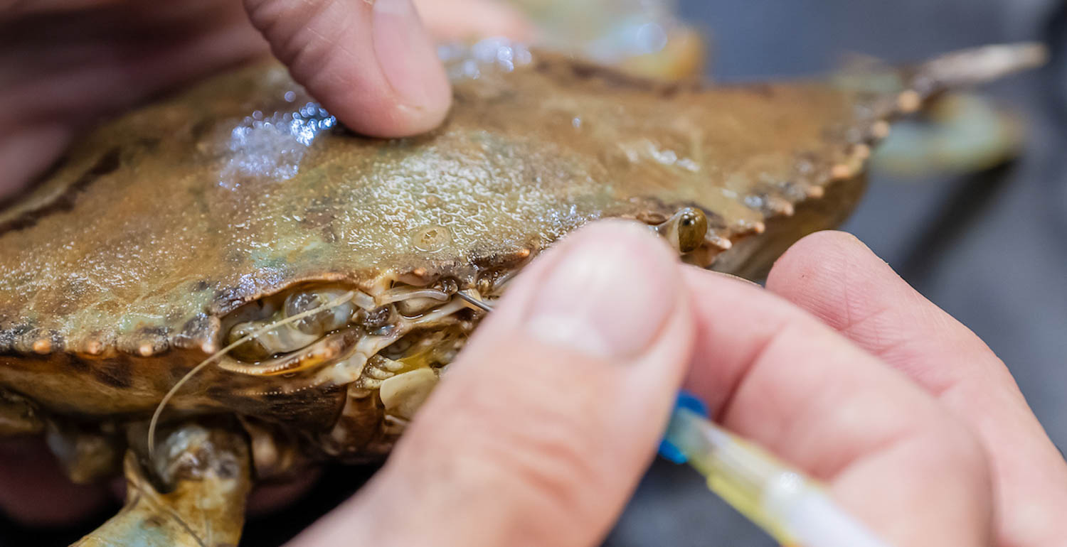 urine being extracted from a crab